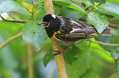 Stitchbird